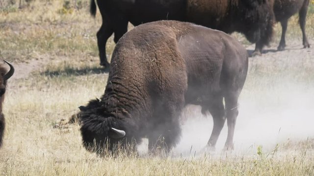 17% slow motion side view of a bison pawing the ground in yellowstone national park, usa