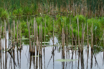 Cattail stalks reflecting in swamp
