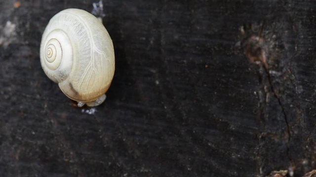 little white snail coming out of the shell