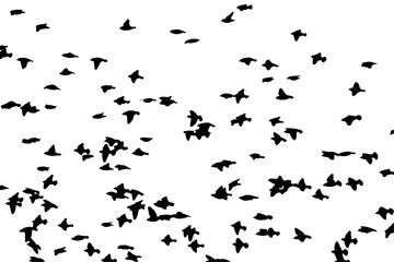 Bohemian waxwing (Bombycilla garrulus) in flight. Vector silhouette a flock of birds