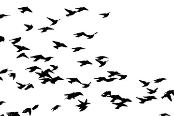 Fototapeta na wymiar Bohemian waxwing (Bombycilla garrulus) in flight. Vector silhouette a flock of birds