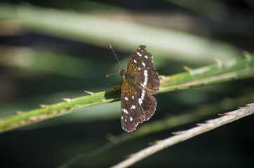 Brown butterfly