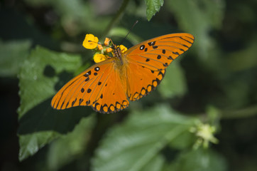 Orange Butterfly