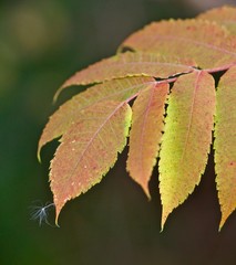 Autumn's Floating Seed