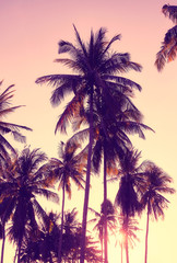 Fototapeta na wymiar Color toned picture of coconut palm trees silhouettes at sunset, vacation concept.
