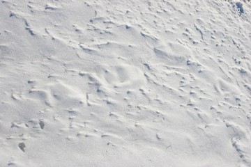 Snow Field Texture