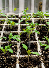 Tomato seedlings growing in a styrofoam tray in a greenhouse.