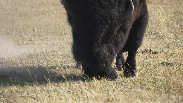 close up front view of a bison pawing ground in yellowstone national park, usa