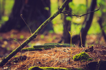 Springtime in the woods