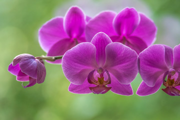 Bright purple orchid on a green bokeh background
