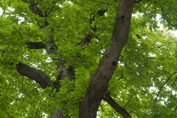 Esskastanienbaum im Köstental bei Aicha