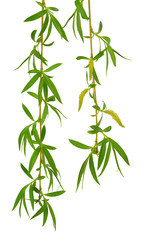 Naklejka premium Young foliage and flowers of willow. Isolated. Spring. nature. Flowering branches willow.