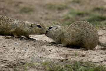 Kissing European Ground Squirrels. Czech Republic.
