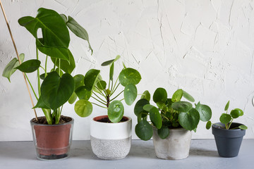 Pilea peperomioides and monstera in the pot. Single plant, concrete background. 