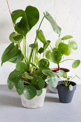 Pilea peperomioides and monstera in the pot. Single plant, concrete background. 