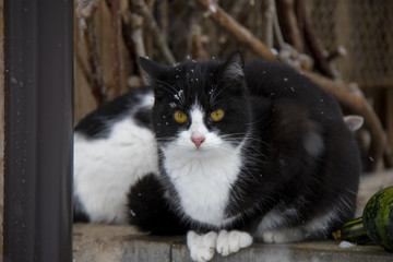 Portrait of black and white kitten in the garden.