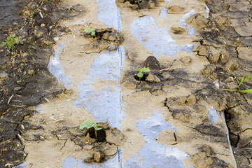 Watering system on the field of watermelons and melons. Shoots of melons and watermelons. Sown melon field.