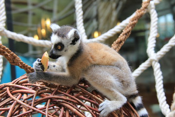 Portrait of Ring-tailed Lemur baby in the zoo.