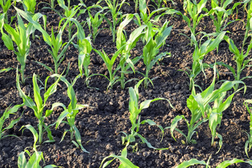 Young green corn on the field. Corn field in the spring. Growing