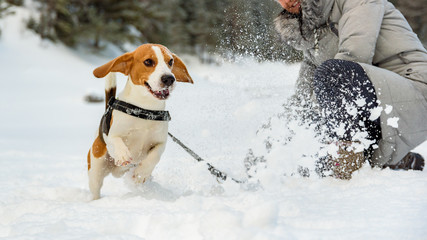 Beagle dog running on the snow and having fun with girl
