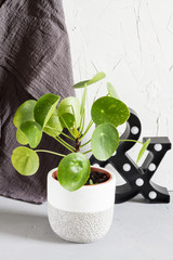 Pilea peperomioides in the pot. Single plant, concrete background.