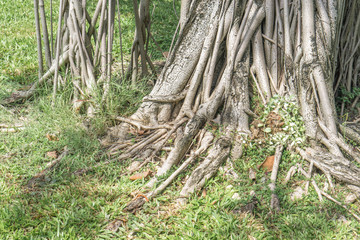 Fototapeta na wymiar The root of the tree in the green grass.