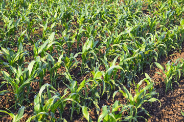 Young green corn on the field. Corn field in the spring. Growing