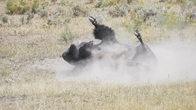 17% slow motion side view bison rolling dust yellowstone national park, usa- originally recorded at 180fps