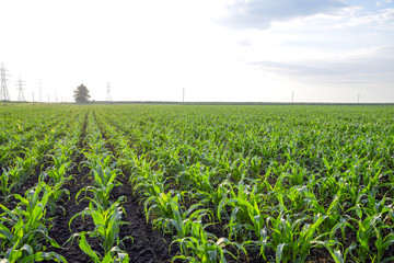 Fototapeta premium Young green corn on the field. Corn field in the spring. Growing