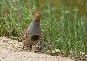 Grey partridge (Perdix perdix) in the field