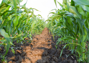 Young green corn on the field. Corn field in the spring. Growing