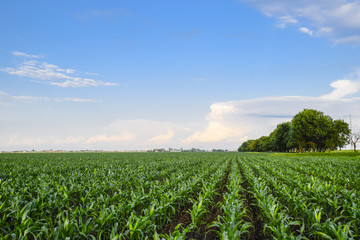 Fototapeta na wymiar Young green corn on the field. Corn field in the spring. Growing