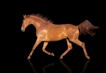 Fototapeta na wymiar chestnut horse runs isolated on the black background