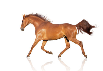 Fototapeta na wymiar chestnut horse runs isolated on the white background
