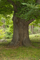 Esskastanienbaum im Köstental bei Aicha