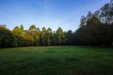 Park green meadow with tree
