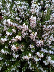 Pure, White Heather Mosaic in the Garden