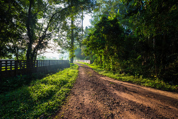 Obraz premium Park green meadow with tree