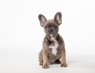 Cute French Bulldog puppy