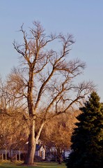 Leafless Sunset Cottonwood