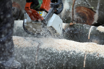 Holzfäller sägt Kaminholz und Brennholz