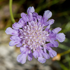 single scabiosa
