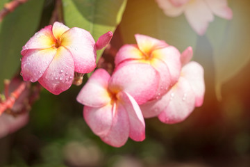 Fototapeta na wymiar Pink flower blooming on spring meadow at the sunset., Azalea flowers , chuan chom