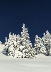 Winterwald - tief verschneit - in den österreichische Alpen bei Großarl - Ski amadé