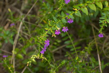 Small Garden Flowers
