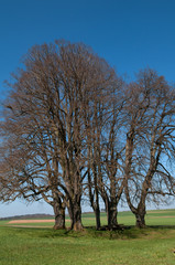 Obraz premium Fünf Linden bei Gammertingen im Frühling