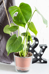 Monstera. Concrete background.