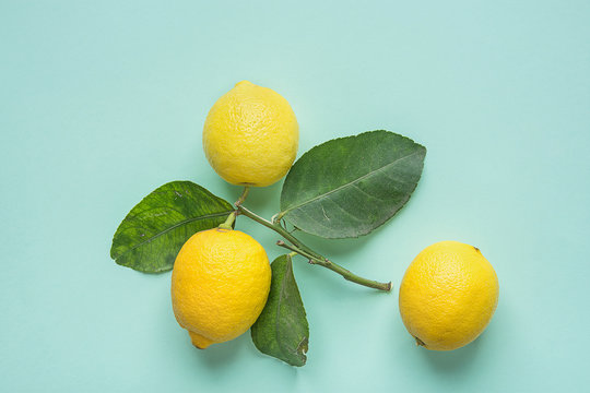 Ripe Bright Yellow Lemons on Branch with Green Leaves on Turquoise Background. Ayurveda Skin Body Care Organic Cosmetics Healthy Superfoods Concept. Styled Image for Blog Product Branding