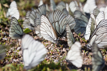 Many Aporia crataegi sits on the ground