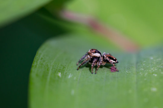 Spider Salticidae on the leaf